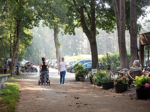 Camping Zavelbos - Camping Belgisch Limburg - Afbeelding N°3
