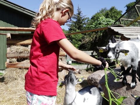 Vodatent Rosenvold Strand Camping - Jutland-Central - Afbeelding N°2