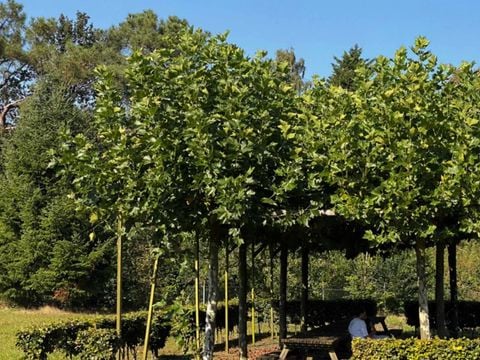 Summio Bosparc de Hoevenaer - Camping Halderberge - Afbeelding N°2