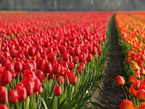 Vakantiepark de Nollen - Schagen - Afbeelding N°34