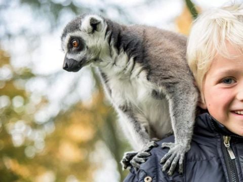 Serengeti Park - Nedersaksen - Afbeelding N°4