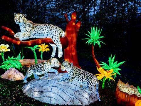 Serengeti Park - Nedersaksen - Afbeelding N°17