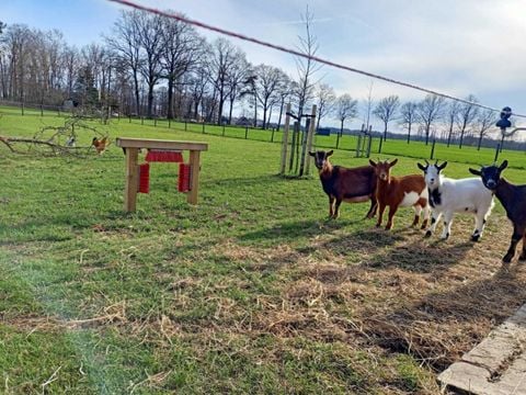 Vodatent Boerderijcamping het Katreel - Haaksbergen - Afbeelding N°4
