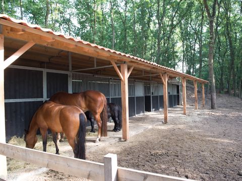 Vakantiepark Sandberghe - Uden - Afbeelding N°9