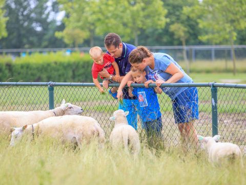 Camping Scheldeoord - Borsele