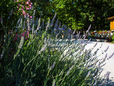 Camping Le Bois Des Ecureuils - Camping Gard - Afbeelding N°4