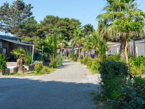Domaine Les Mûriers - Camping Hérault - Afbeelding N°2