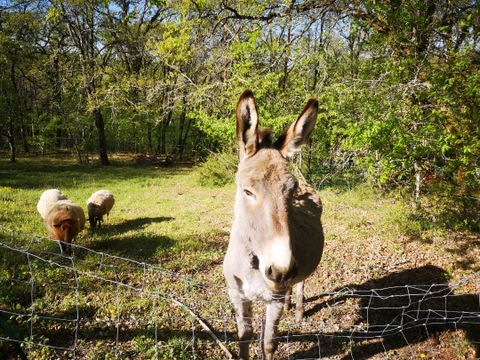 Camping La Fage - Dordogne