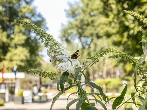 Vakantiepark de Bergen - Sint Anthonis - Afbeelding N°32