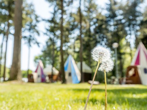 Vakantiepark de Bergen - Sint Anthonis - Afbeelding N°42