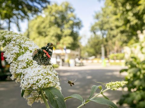 Vakantiepark de Bergen - Sint Anthonis - Afbeelding N°28