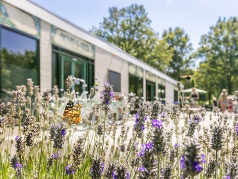 Vakantiepark de Bergen - Sint Anthonis - Afbeelding N°33