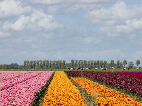 Landal Park Wijdenes - Drechterland - Afbeelding N°55
