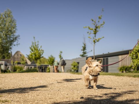 Landal Park Wijdenes - Drechterland - Afbeelding N°5