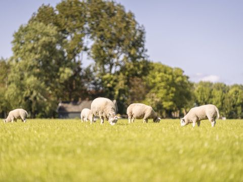 Landal Park Wijdenes - Drechterland - Afbeelding N°50