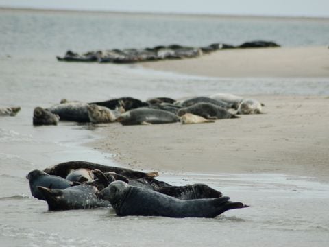 Landal Kustpark Texel - Texel