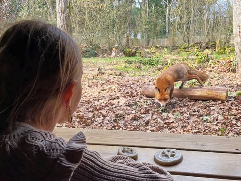 Center Parcs Le Bois aux Daims - Vienne - Afbeelding N°3