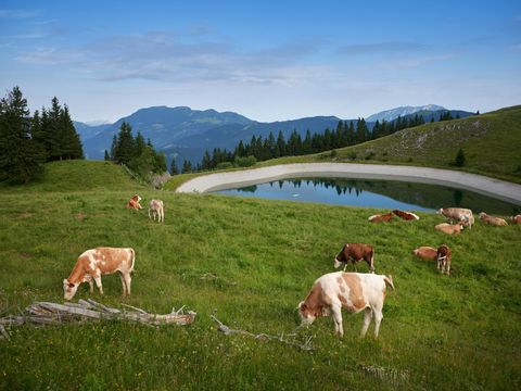 Forest Camping Mozirje - Slovenië