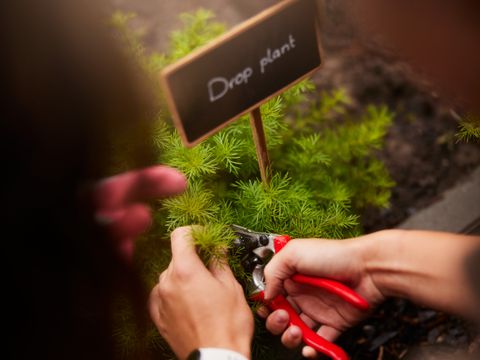 Center Parcs Het Meerdal - Horst aan de Maas