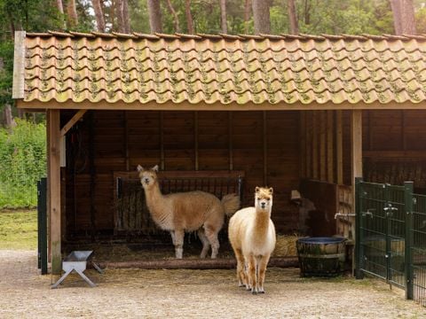 Center Parcs De Kempervennen - Bergeijk - Afbeelding N°3