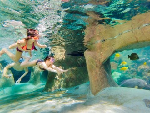 Center Parcs De Vossemeren - Camping Belgisch Limburg - Afbeelding N°4