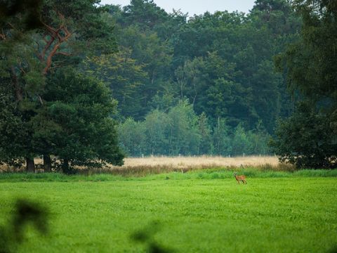Camping Vreehorst - Winterswijk - Afbeelding N°11
