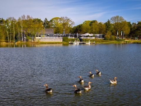 Landal Bospark 't Wolfsven - Geldrop Mierlo - Afbeelding N°5