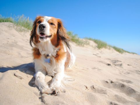 Strandpark Vlugtenburg aan Zee - Westland - Afbeelding N°39