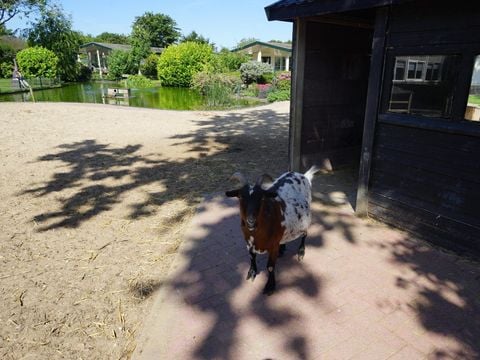 EuroParcs Molengroet - Langedijk