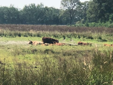 Vakantiepark 't Vosseven - Weert