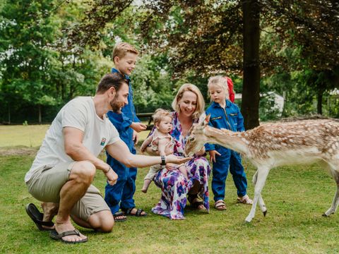 Vakantiepark Dierenbos - Meierijstad - Afbeelding N°20