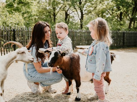 Vakantiepark Dierenbos - Meierijstad - Afbeelding N°26