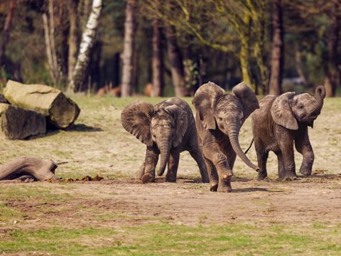 Vakantiepark Dierenbos - Camping Meierijstad - Afbeelding N°5