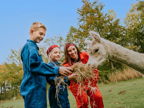Vakantiepark Dierenbos - Meierijstad - Afbeelding N°11
