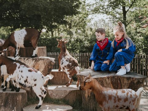Vakantiepark Dierenbos - Meierijstad - Afbeelding N°28