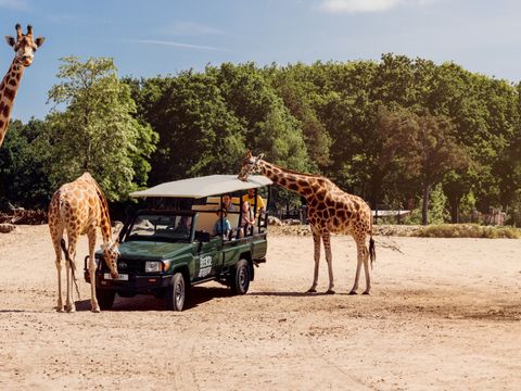 Vakantiepark Dierenbos - Camping Meierijstad - Afbeelding N°4