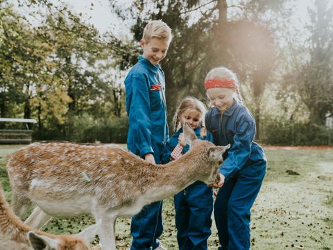 Vakantiepark Dierenbos - Meierijstad - Afbeelding N°19