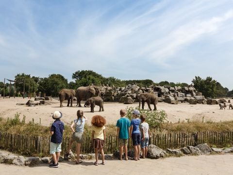Vakantiepark Dierenbos - Meierijstad - Afbeelding N°3