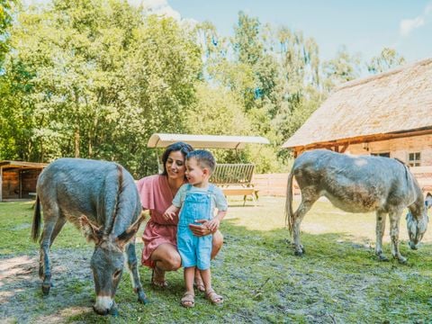 Vakantiepark Dierenbos - Camping Meierijstad - Afbeelding N°0