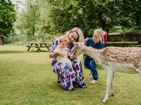 Vakantiepark Dierenbos - Camping Meierijstad - Afbeelding N°2