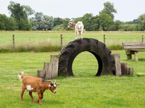 Landschapspark Striks Erve - Camping Staphorst - Afbeelding N°5
