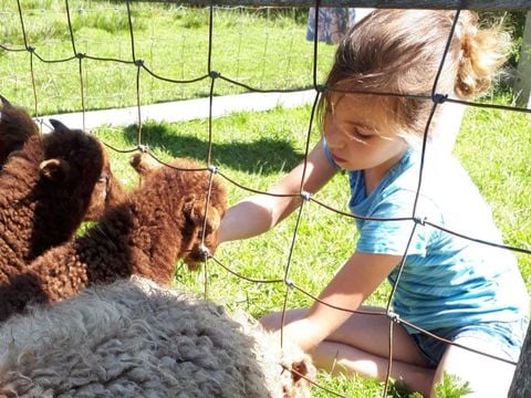 Molecaten Park Wijde Blick - Renesse - Afbeelding N°3