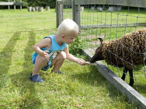 Molecaten Park Wijde Blick - Renesse - Afbeelding N°5