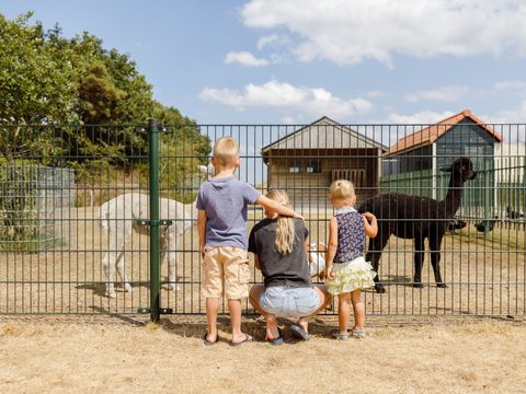 RCN Vakantiepark de Flaasbloem - Goirle - Afbeelding N°9