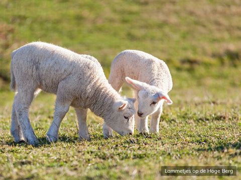 Texelcamping Loodsmansduin - Texel - Afbeelding N°19