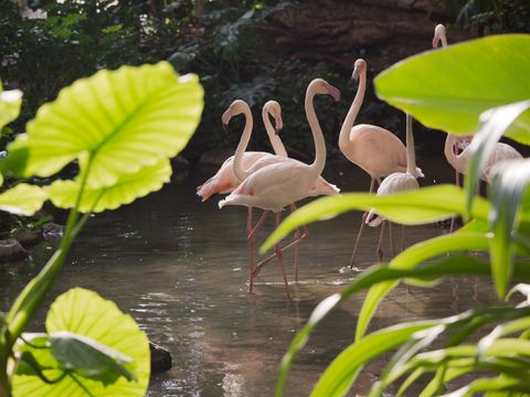 Tropical Islands Resort - Brandenburg - Afbeelding N°12