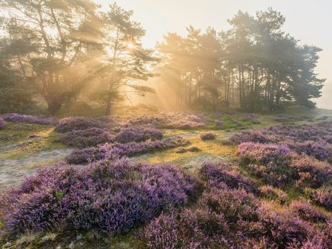 Park Berkenrhode - Ede - Afbeelding N°27