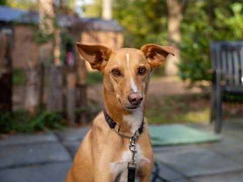 Recreatiepark De Paalberg - Ermelo
