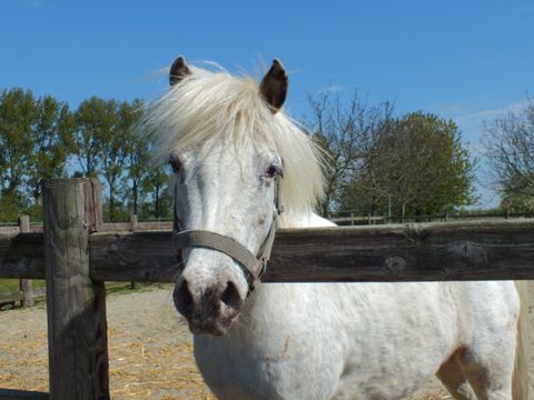 Recreatiecentrum de Vogel - Hulst