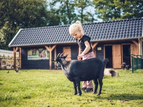 Vakantiepark Ackersate - Camping Barneveld - Afbeelding N°4